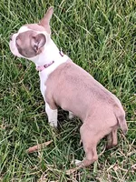 AKC Lilac, a female Boston Terrier for sale in Champaign, IL – Photo 6 of 6