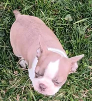 AKC Lilac, a female Boston Terrier for sale in Champaign, IL – Photo 4 of 6