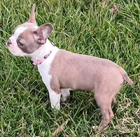 AKC Lilac, a female Boston Terrier for sale in Champaign, IL – Photo 3 of 6