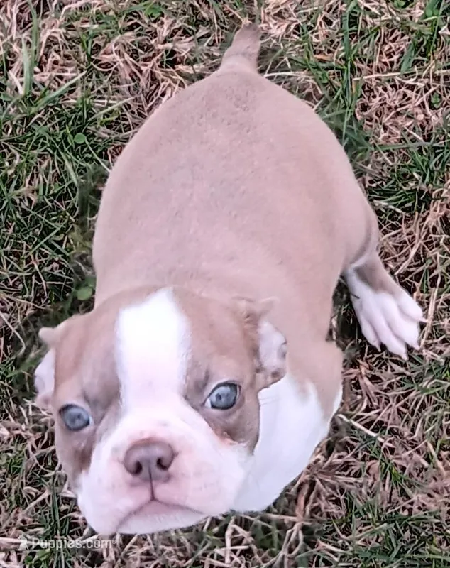 AKC Lilac – Boston Terrier puppy for sale in Champaign, IL