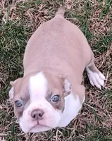 AKC Lilac, a female Boston Terrier for sale in Champaign, IL – Photo 1 of 6