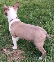 AKC Lilac, a female Boston Terrier for sale in Champaign, IL – Photo 5 of 6