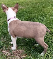 AKC Lilac, a female Boston Terrier for sale in Champaign, IL – Photo 2 of 6