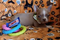 AKC Peanut Blue Fawn With Blue Eyes, a male Boston Terrier for sale in Champaign, IL – 9 of 10