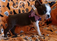 AKC Skyler Blue and White Blue Eyes, a female Boston Terrier for sale in Champaign, IL – 5 of 9