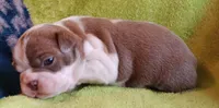 AKC BLUE EYES!, a male Boston Terrier for sale in Champaign, IL – 4 of 6