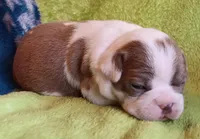 AKC BLUE EYES!, a male Boston Terrier for sale in Champaign, IL – 5 of 6