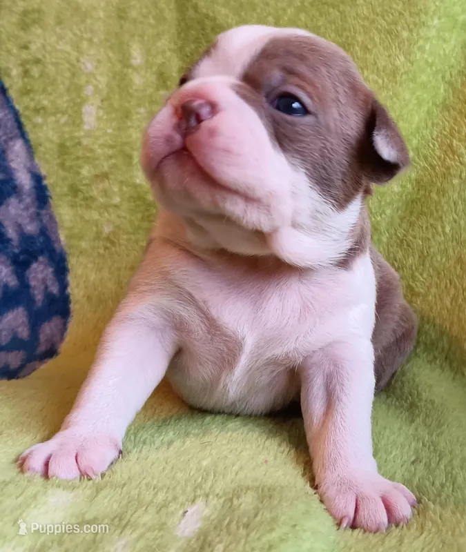 AKC LILAC – Boston Terrier puppy for sale in Champaign, IL