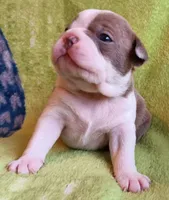 AKC BLUE EYES!, a male Boston Terrier for sale in Champaign, IL – 1 of 6