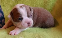 AKC BLUE EYES!, a male Boston Terrier for sale in Champaign, IL – 3 of 6