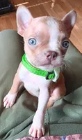AKC Peanut Blue Fawn With Blue Eyes, a male Boston Terrier for sale in Champaign, IL – 4 of 10