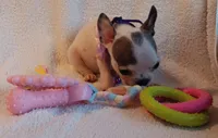 AKC BLUE AND WHITE SPLASH FEMALE, a female Boston Terrier for sale in Champaign, IL – 1 of 4