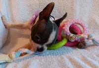 AKC Hold, a female Boston Terrier for sale in Champaign, IL – 5 of 6