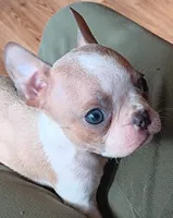 AKC Bambi Blue Fawn Blue Eyes, a male Boston Terrier for sale in Champaign, IL – 1 of 2
