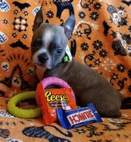 AKC Blue Jay Blue And White With Fawn Brindleing, a male Boston Terrier for sale in Champaign, IL – 7 of 8