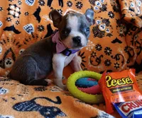 AKC Skyler Blue and White Blue Eyes, a female Boston Terrier for sale in Champaign, IL – 6 of 9