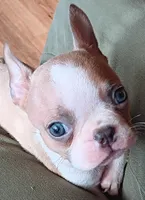 AKC Bambi Blue Fawn Blue Eyes, a male Boston Terrier for sale in Champaign, IL – 2 of 2