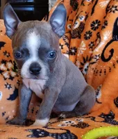 AKC Blue Jay Blue And White With Fawn Brindleing, a male Boston Terrier for sale in Champaign, IL – 2 of 8