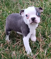 AKC Hold, a male Boston Terrier for sale in Champaign, IL – Photo 3 of 4