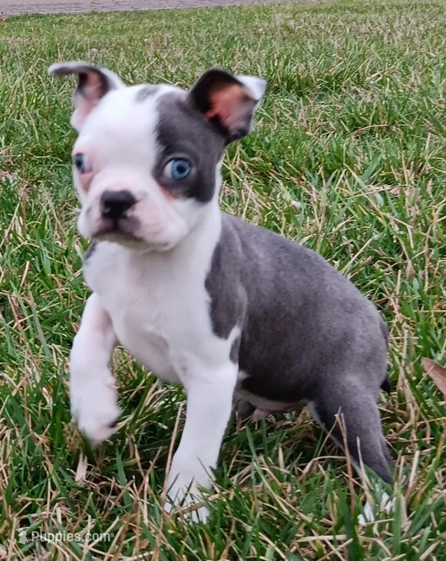 AKC Hold – Boston Terrier puppy for sale in Champaign, IL