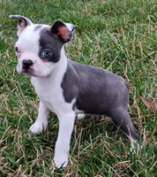 AKC Hold, a male Boston Terrier for sale in Champaign, IL – Photo 2 of 4