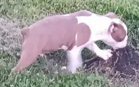 Today only 4th!  300.00 off!, a male Boston Terrier for sale in Champaign, IL – 3 of 6