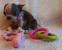 AKC HOLD, a female Boston Terrier for sale in Champaign, IL – 3 of 7