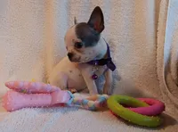 AKC BLUE AND WHITE SPLASH FEMALE, a female Boston Terrier for sale in Champaign, IL – 2 of 4