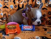 AKC Pending Hold Blue Fawn, a female Boston Terrier for sale in Champaign, IL – 7 of 10