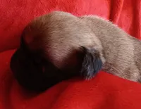 processed/be1b003a-d6b8-48ea-a8d3-09711aba91d0/listing/fdae2975-094a-4c83-ab39-bfaaa9b8e404/826a190c-3df7-46a5-bf5c-ac4ccb4caa06