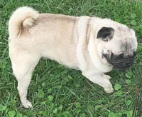 AKC PUG LITTER, a male Pug for sale in Champaign, IL – Photo 7 of 8