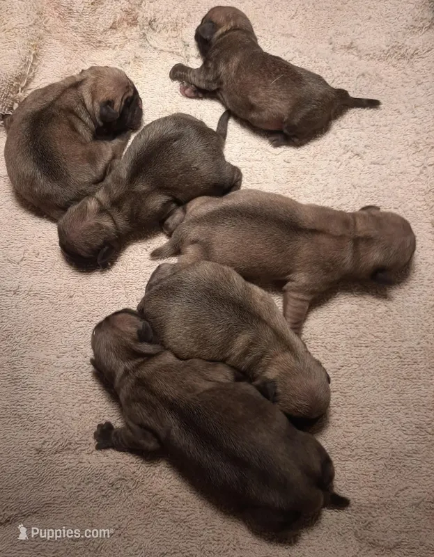 AKC PUG LITTER