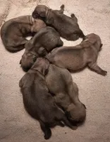 AKC PUG LITTER, a male Pug for sale in Champaign, IL – Photo 3 of 8