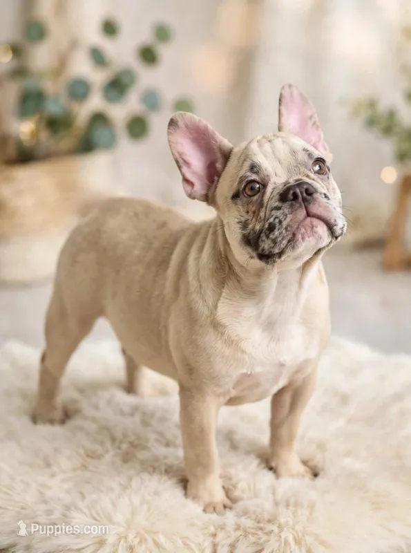 Birdman – French Bulldog puppy for sale in Bowersville, GA
