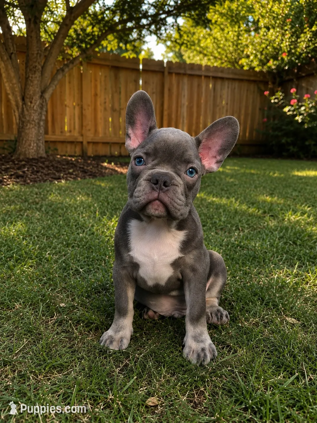 Mr. Gray, a male French Bulldog for sale in Hartwell, GA – 1 of 5