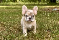 Teddy, a male French Bulldog for sale in Hartwell, GA – 6 of 8
