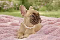 Cocoa, a female French Bulldog for sale in Hartwell, GA – 2 of 3