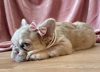 Roo , a female French Bulldog for sale in Hartwell, GA – 1 of 1