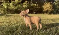 Rocky , a male French Bulldog for sale in Hartwell, GA – 2 of 3
