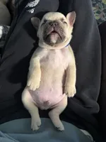 Aiko, a male French Bulldog for sale in Hartwell, GA – Photo 3 of 5