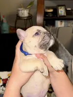 Aiko, a male French Bulldog for sale in Hartwell, GA – Photo 4 of 5