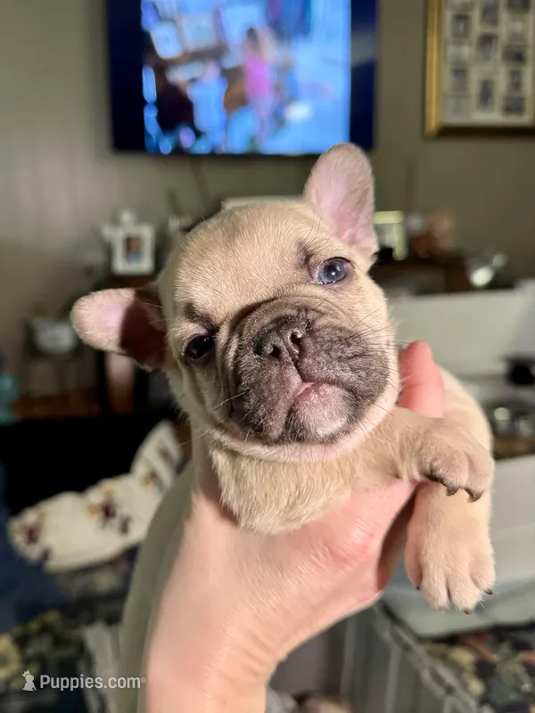 Aiko – French Bulldog puppy for sale in Greenville, SC