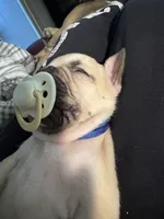 Aiko, a male French Bulldog for sale in Hartwell, GA – Photo 2 of 5