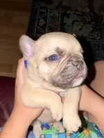 Aiko, a male French Bulldog for sale in Hartwell, GA – Photo 5 of 5