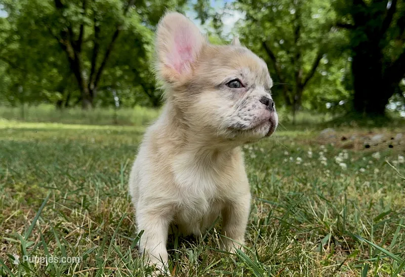 Teddy – French Bulldog puppy for sale in Hartwell, GA