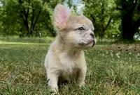 Teddy, a male French Bulldog for sale in Hartwell, GA – 1 of 8