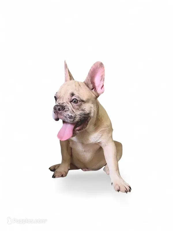 Rocky  – French Bulldog puppy for sale in Hartwell, GA