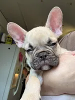 Aiko, a male French Bulldog for sale in Hartwell, GA – 5 of 6