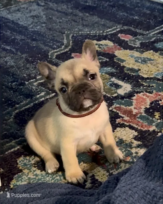 Cocoa – French Bulldog puppy for sale in Hartwell, GA