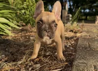 Chloe, a female French Bulldog for sale in Hartwell, GA – 2 of 3